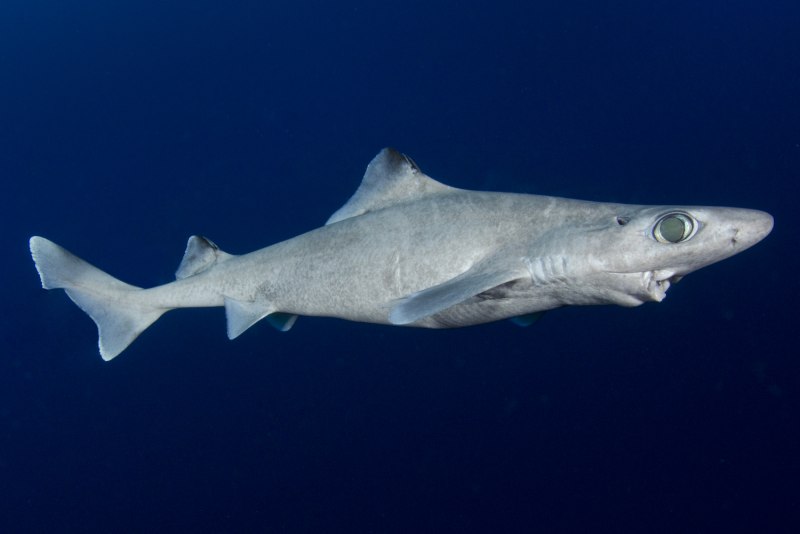 Катран акула черного моря