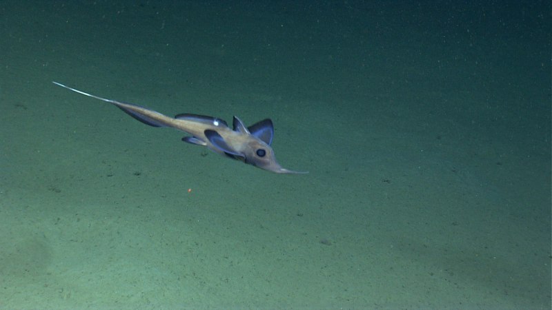 Веслонос (Polyodon spathula)