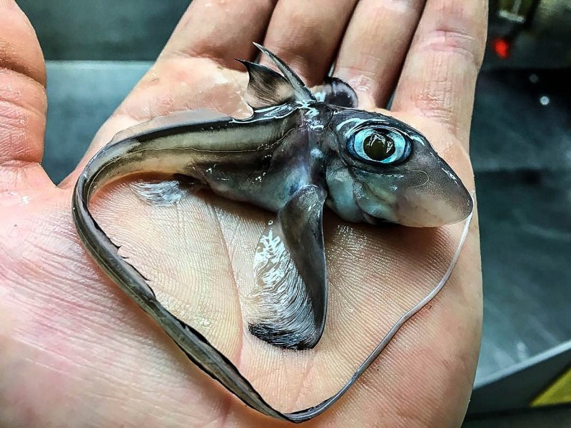 Акула призрак морская Химера