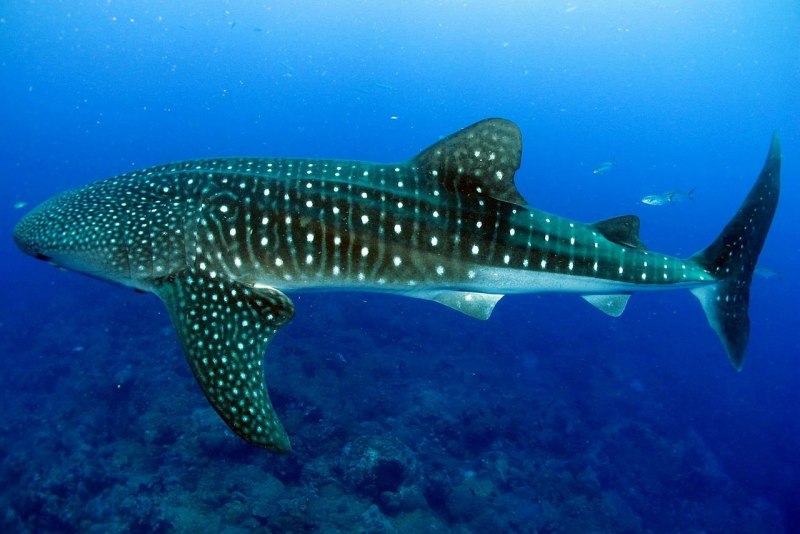 Веслонос (Psephurus Gladius)