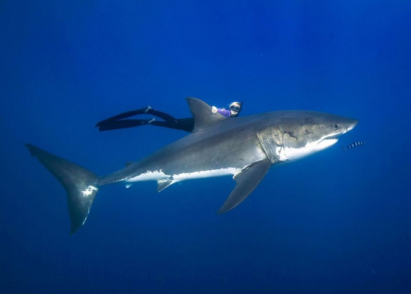 Carcharodon carcharias