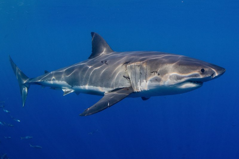 Китайский веслонос Psephurus Gladius