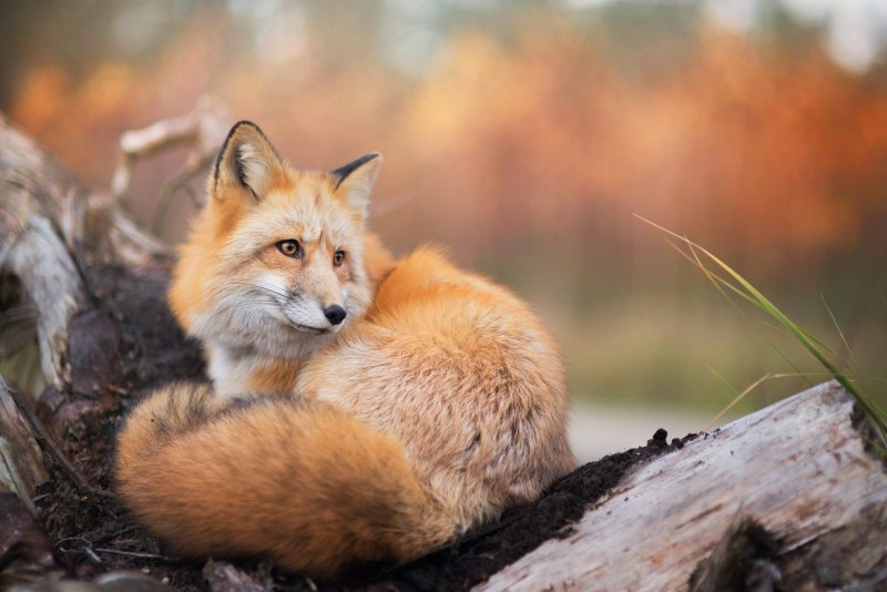 Мраморная лиса (Marble Fox)