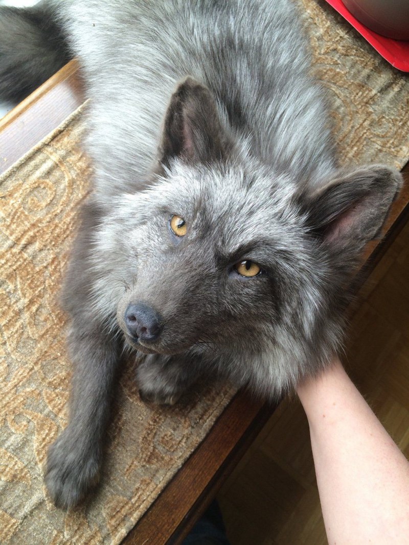 Мраморная лиса (Marble Fox)
