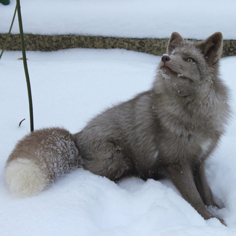 Крестовка / Cross Fox
