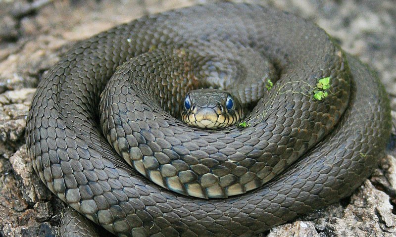 Безобидная змея (65 фото)