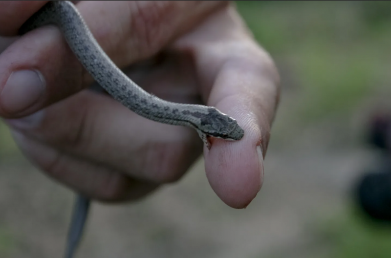Лучистая змея Xenopeltis Unicolor