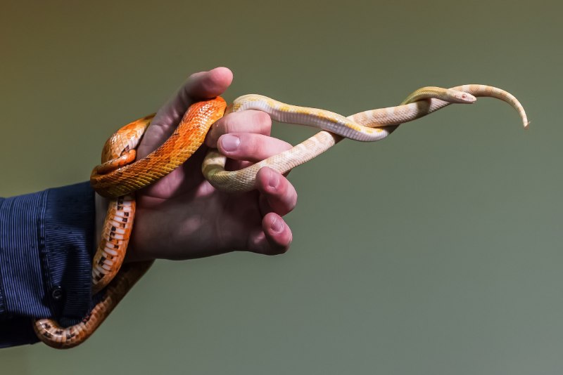 Полоз snek
