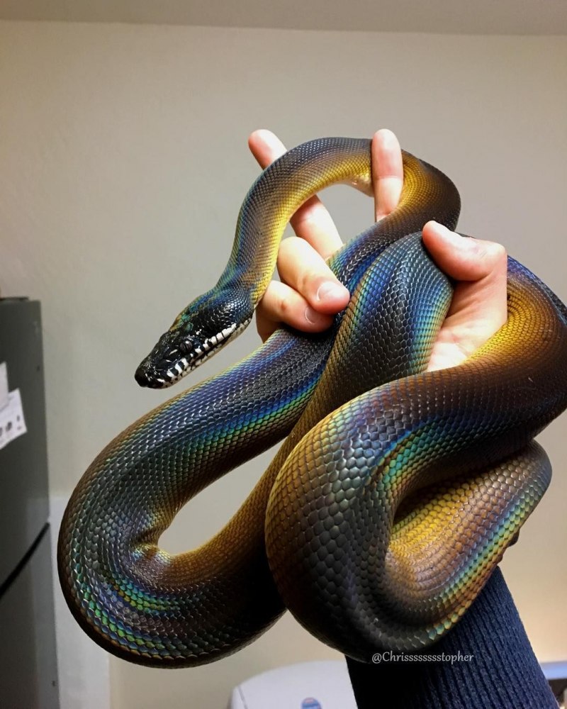 Achalinus zugorum