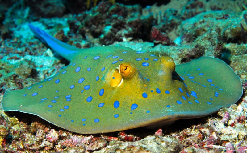 Скат хвостокол черное море