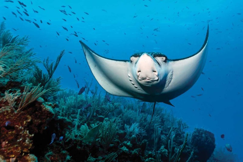 Скат Stingray