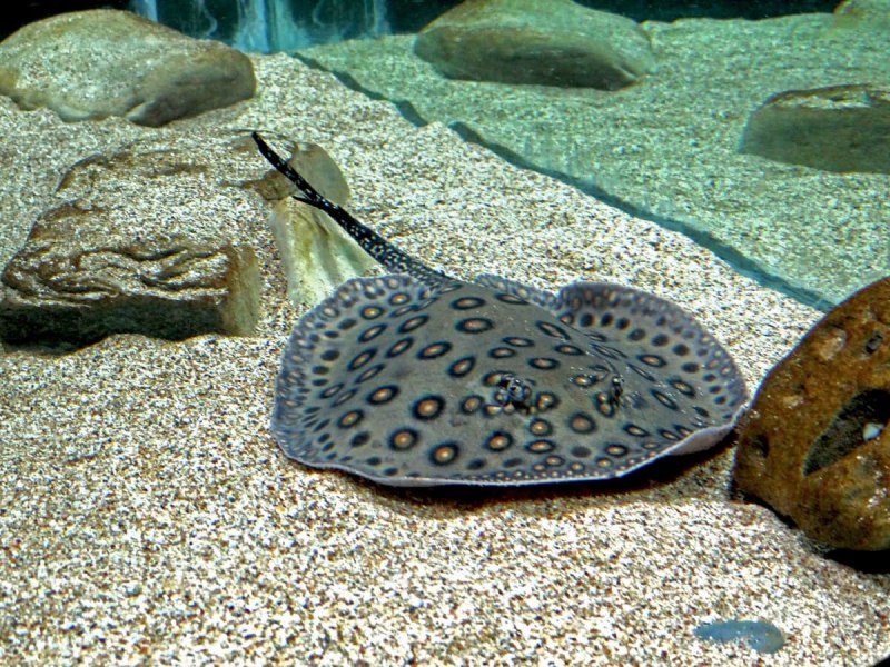 Скат Eagle ray