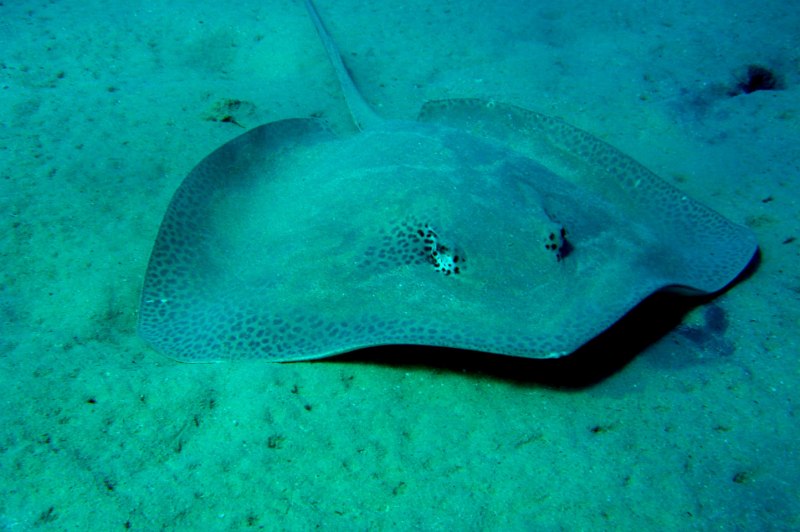 Скат Stingray