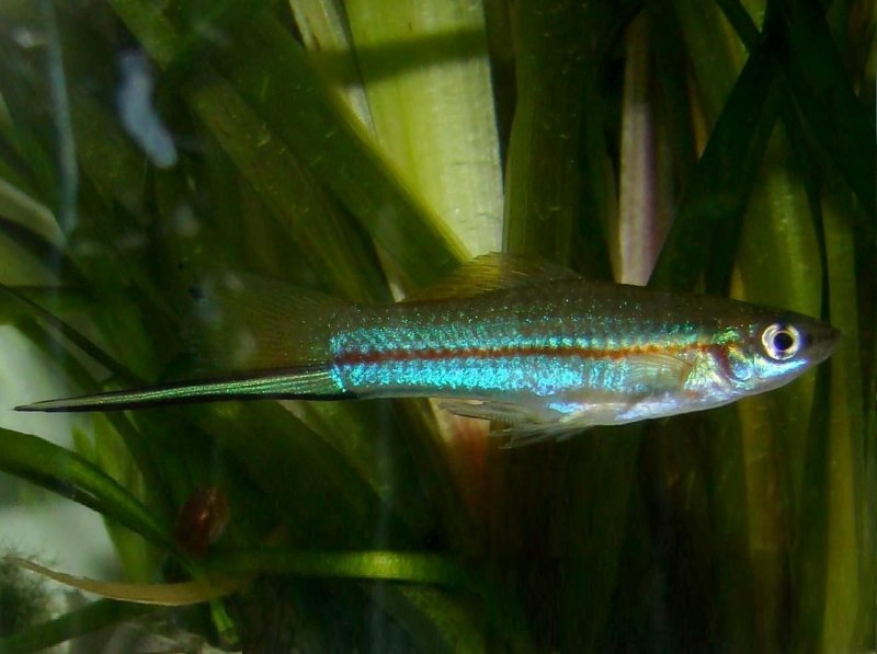 Меченосец Монтесумы Xiphophorus montezumae