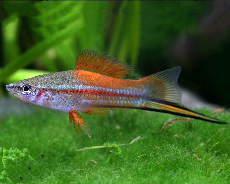 Меченосец зеленый неоновый (Xiphophorus hellerii)