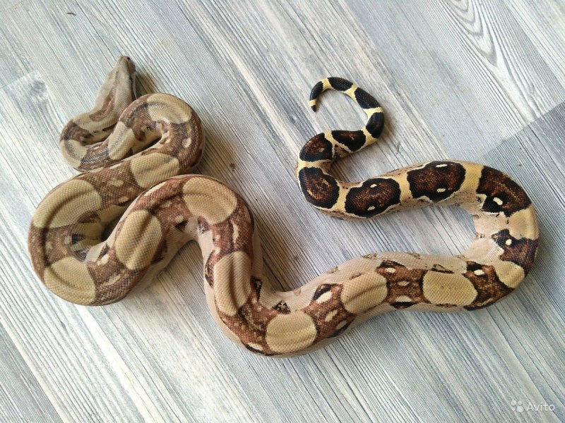 Boa Constrictor Imperator