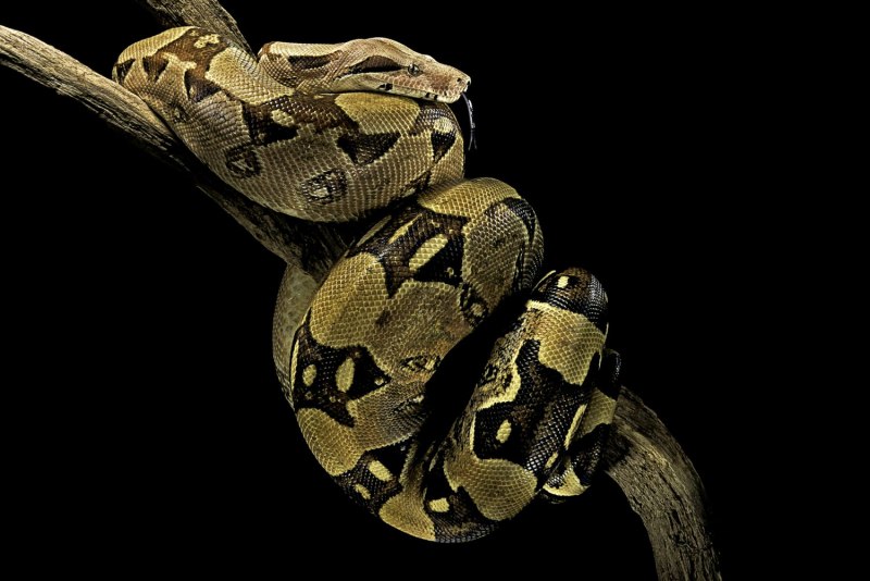 Epicrates cenchria gaigei