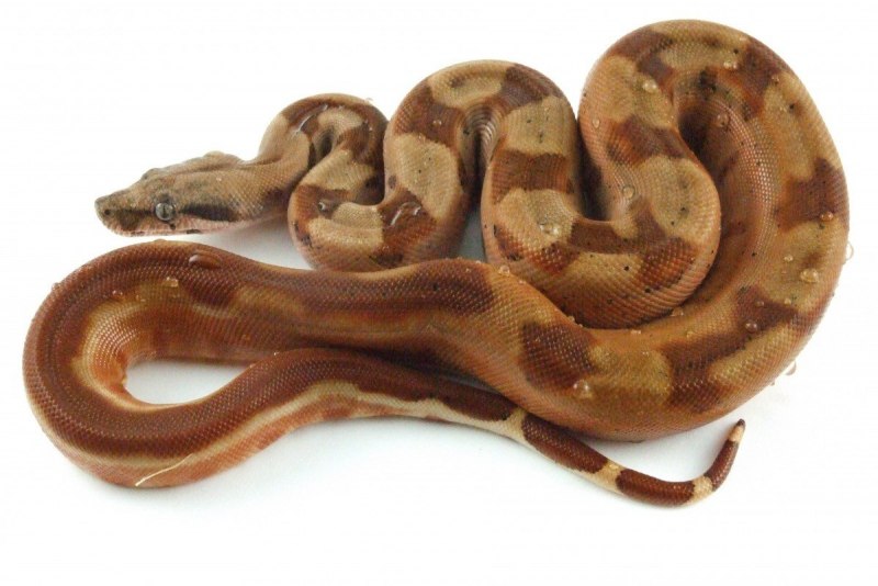 Boa Constrictor Imperator Hypo