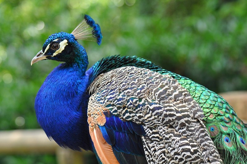 Конголезский Павлин / Afropavo Congensis