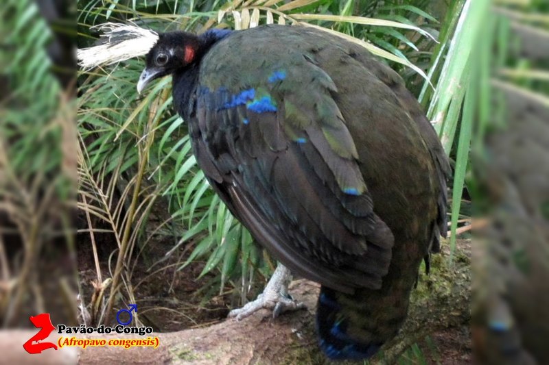 Afropavo Congensis