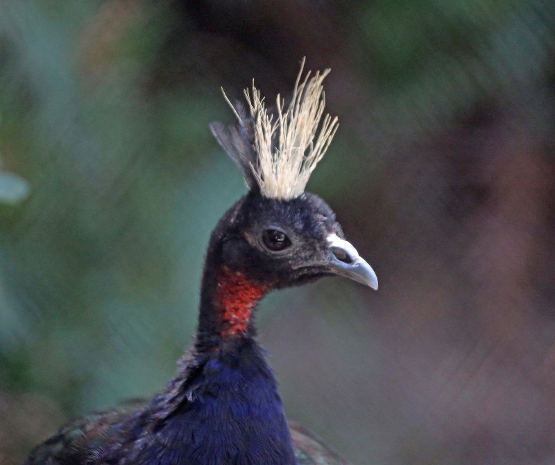 Конголезский Павлин / Afropavo Congensis