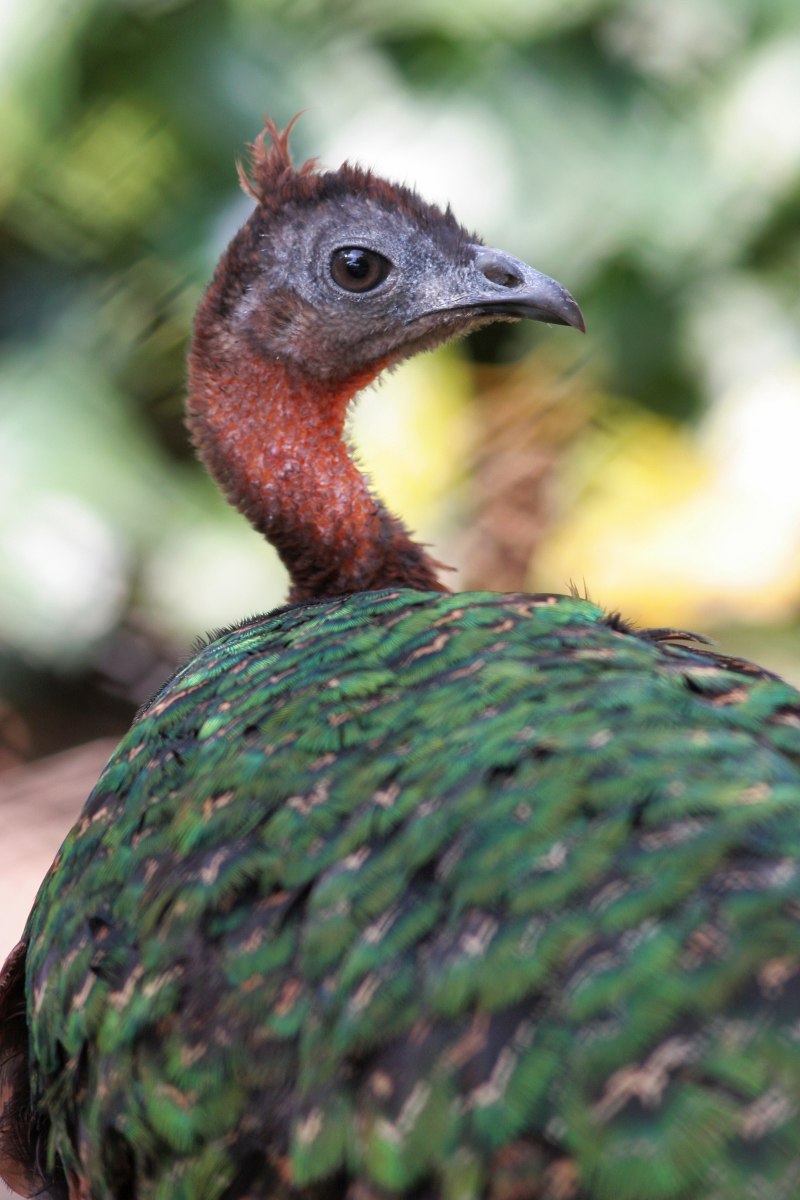 Конголезский Павлин / Afropavo Congensis