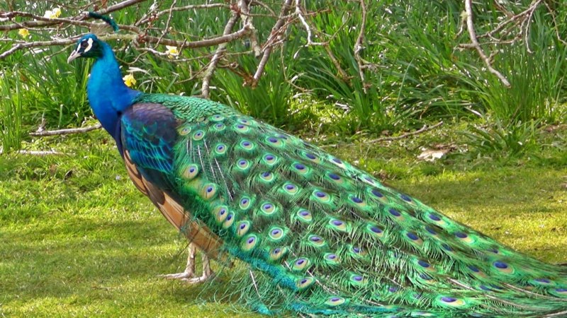 Конголезский Павлин / Afropavo Congensis