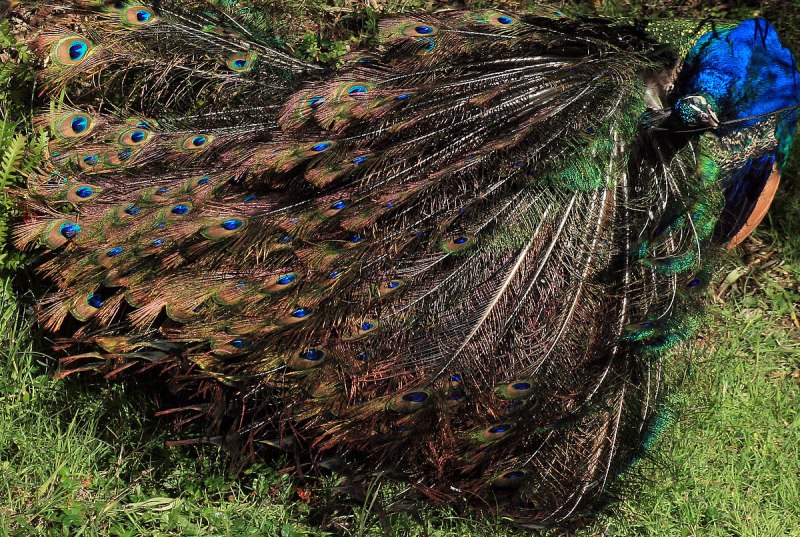 Congo Peafowl
