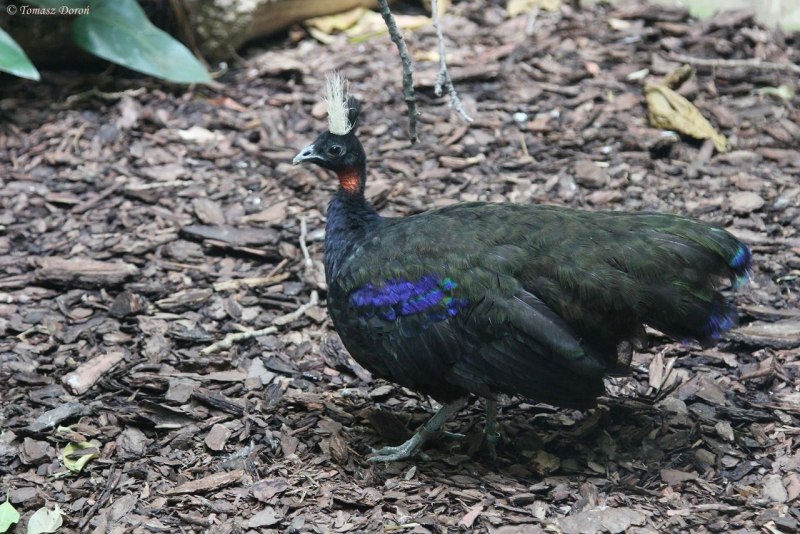 Congo Peafowl