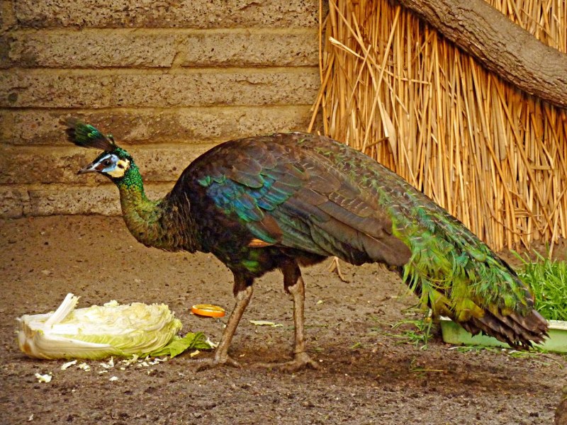 Конголезский Павлин / Afropavo Congensis