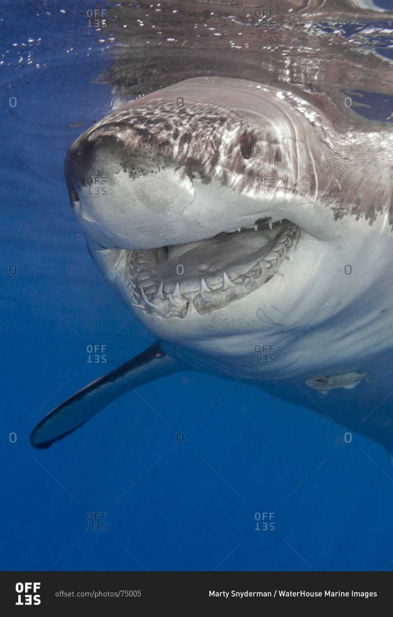 Акула Carcharodon carcharias