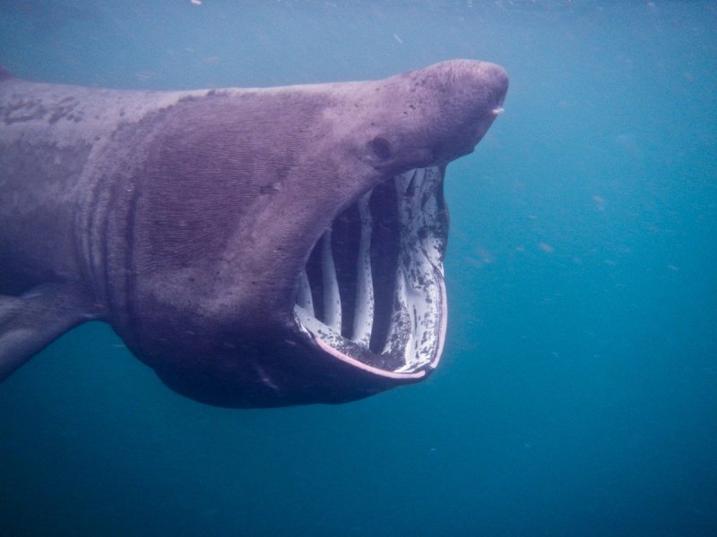 Гигантская акула (basking Shark)