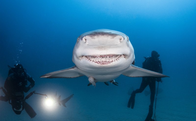 Sixgill Shark