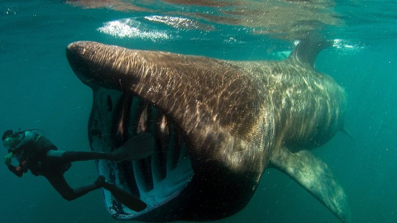 Гигантская акула Cetorhinus Maximus