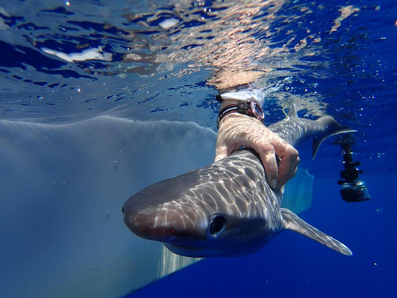 Гигантская акула Cetorhinus Maximus
