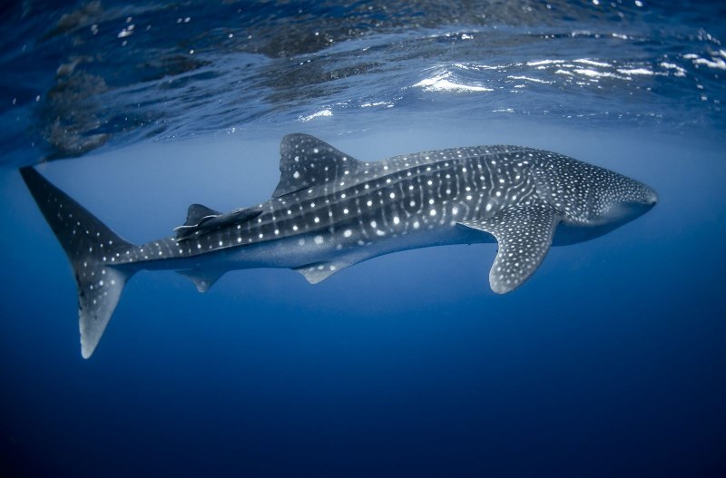 Гигантская акула Cetorhinus Maximus