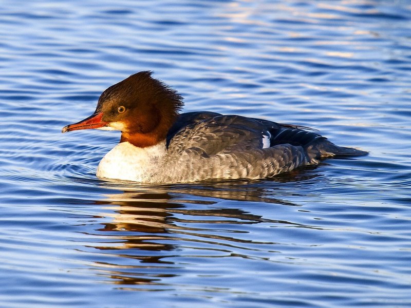 Большой крохаль Mergus Merganser