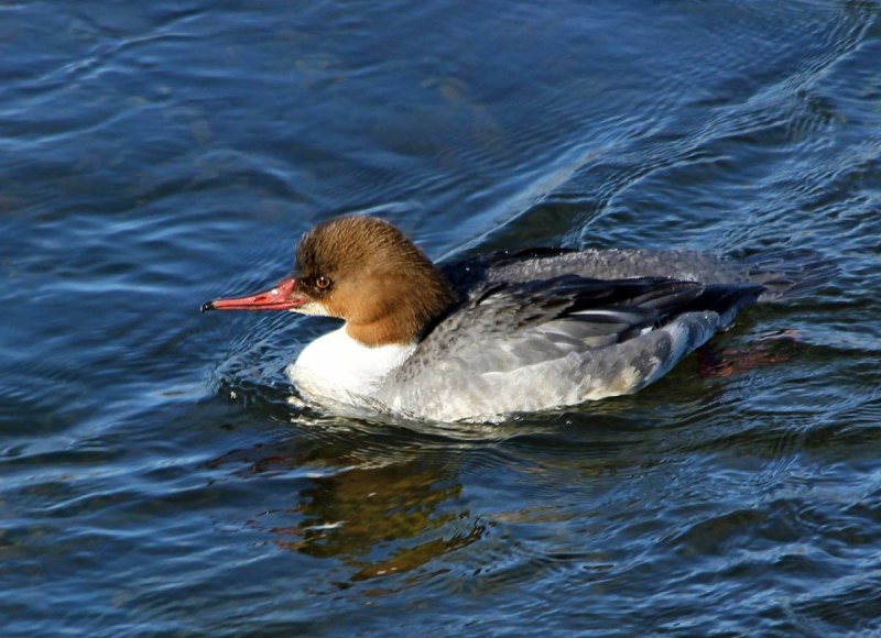 Большой крохаль Mergus Merganser