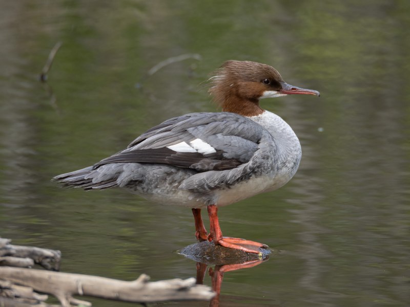 Большой крохаль Mergus Merganser