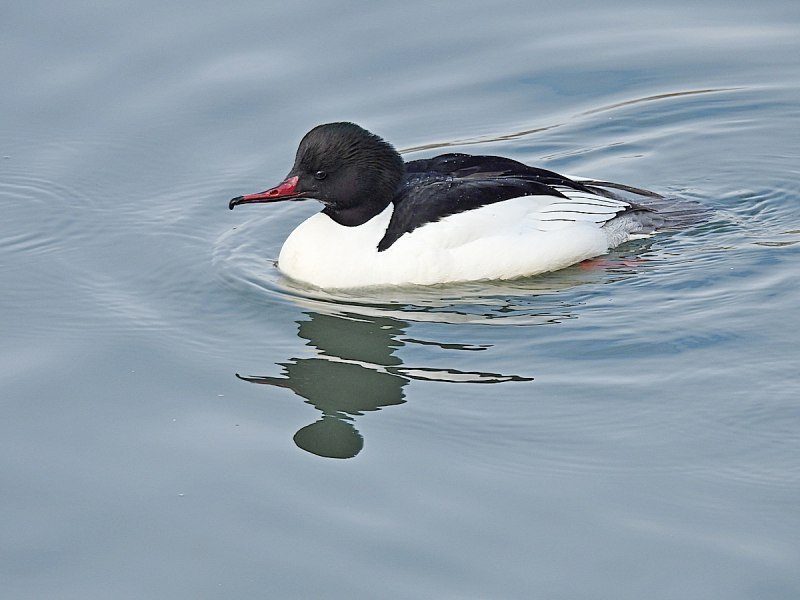 Большой крохаль Mergus Merganser