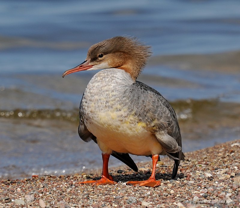Большой крохаль Mergus Merganser
