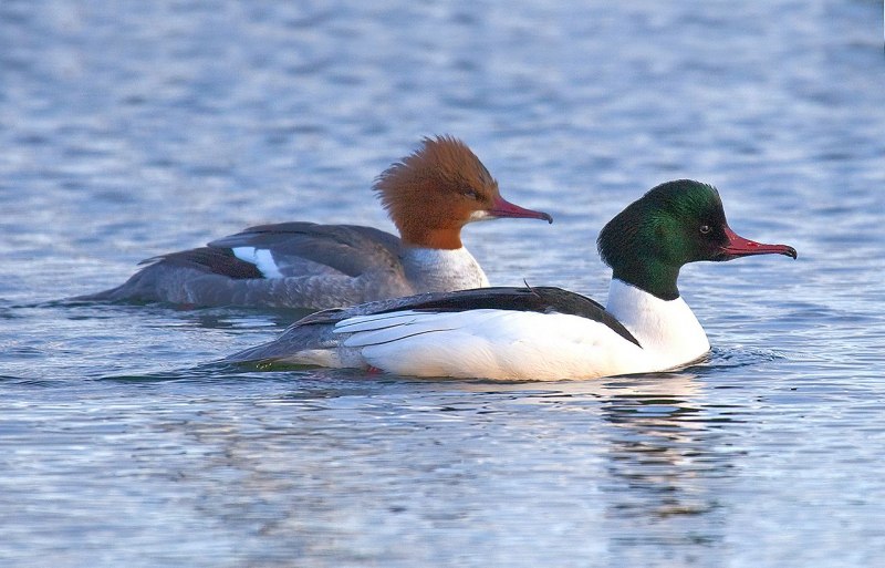 Большой крохаль Mergus Merganser