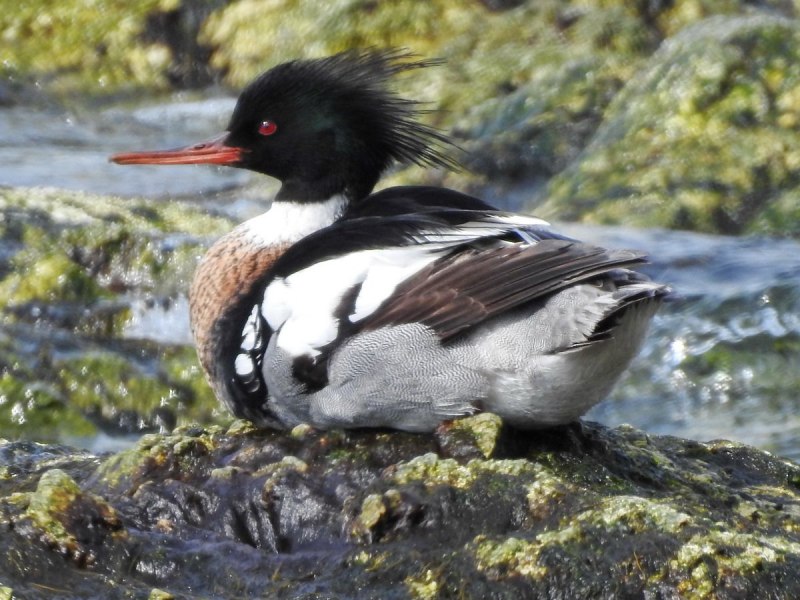 Большой крохаль Mergus Merganser