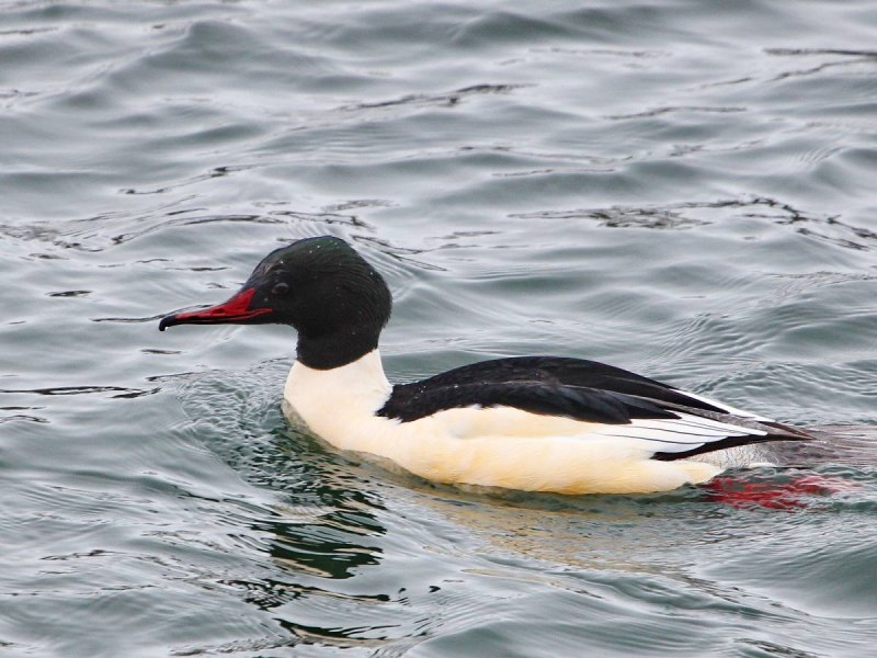 Большой крохаль Mergus Merganser