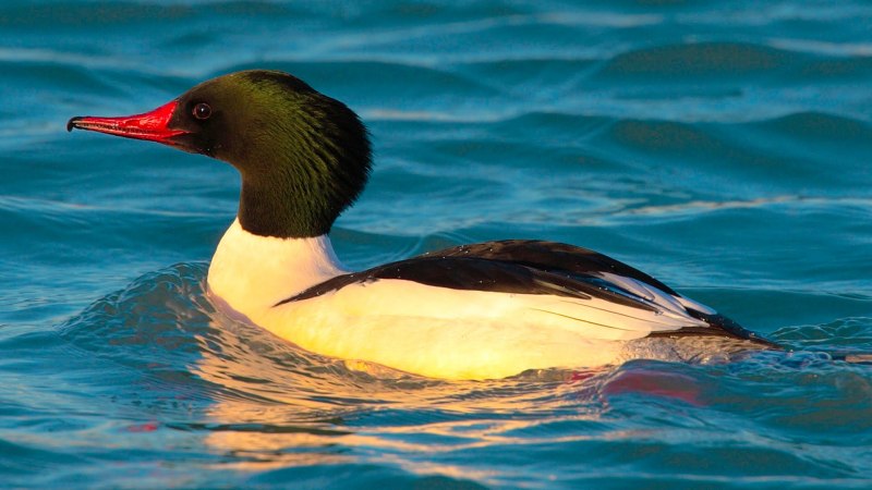 Большой крохаль Mergus Merganser