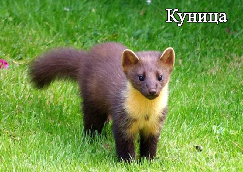 Лесная куница
