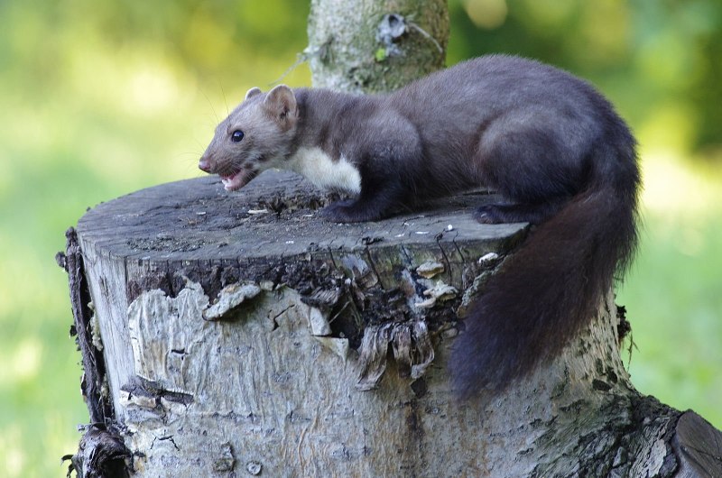 Ласка обыкновенная (Mustela nivalis)