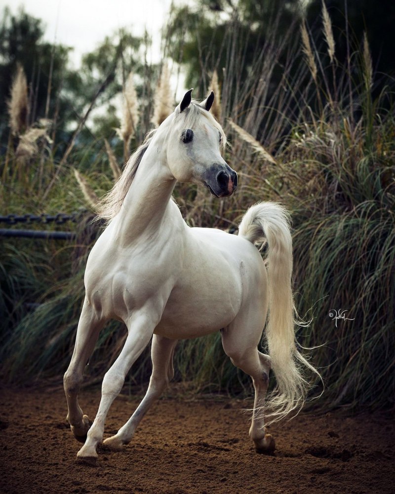 Белая арабская лошадь (48 фото)