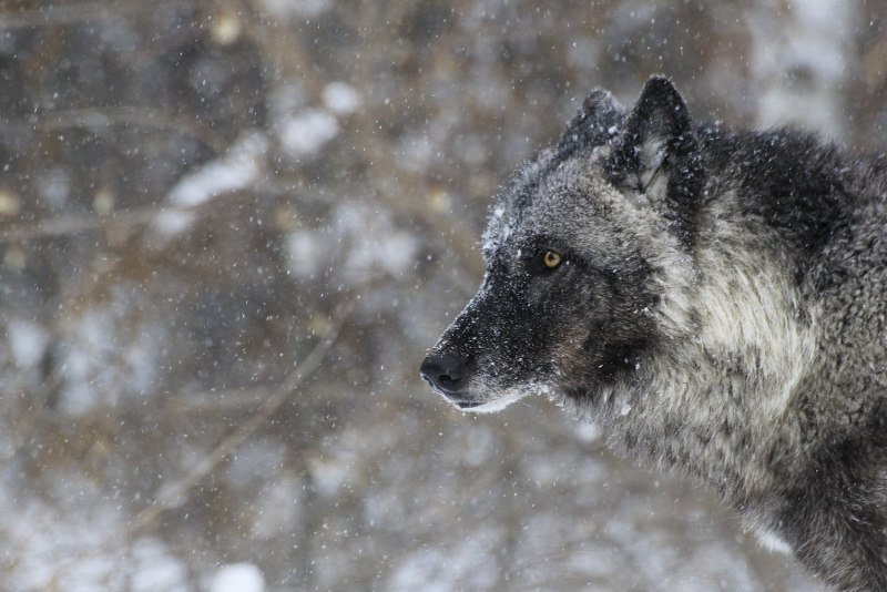 Волк - canis Lupus l.