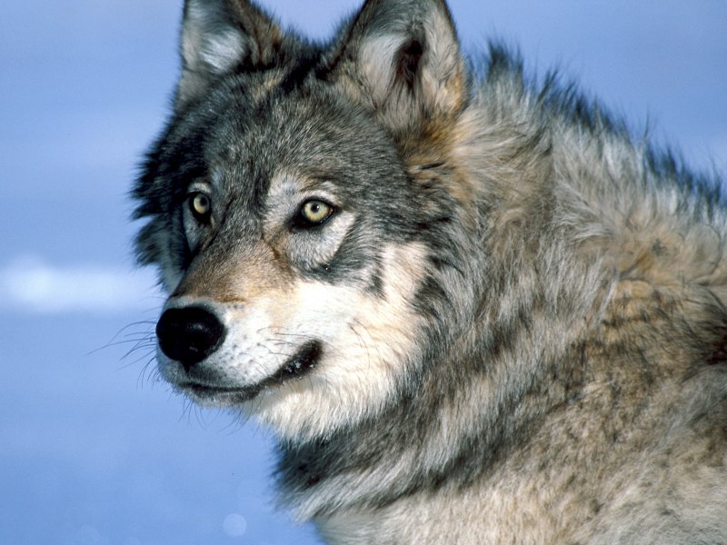 Волк canis Lupus